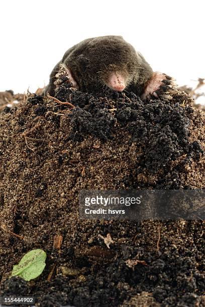 european mole (talpa europaea) on a molehill - mole stock pictures, royalty-free photos & images