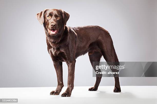 portrait of a chocolate labrador - retriever stock pictures, royalty-free photos & images