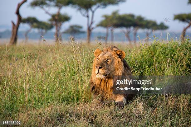 male lion in the masai mara kenia - leeuw stockfoto's en -beelden