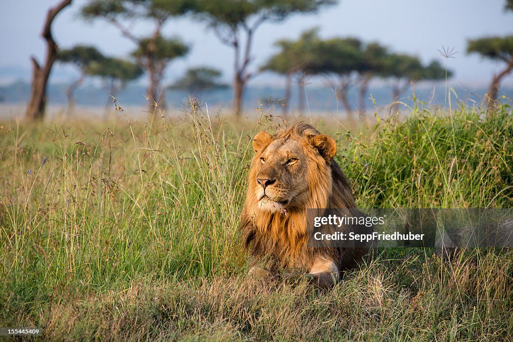 Male Lion in the Masai Mara Kenia