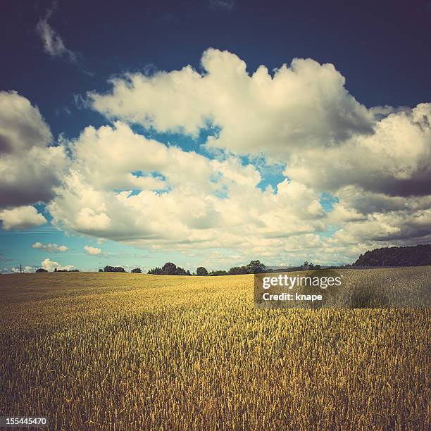 beautiful landscape - skane stockfoto's en -beelden