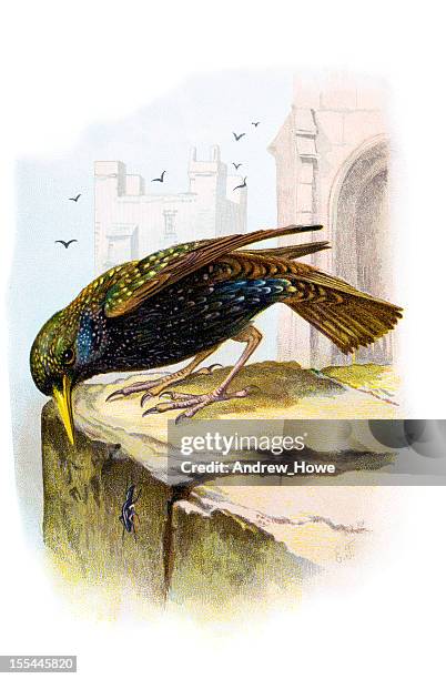 starling chromolithograph - public domain vintage images stock illustrations