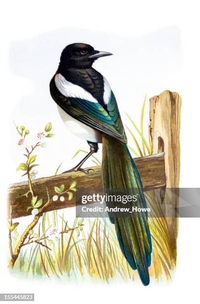 magpie chromolithograph - public domain vintage images stock illustrations