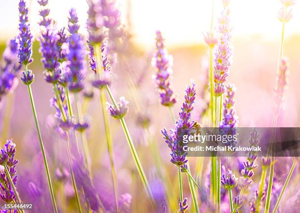 close-up of a bee in lavender field in provence, france. - bloemenveld stockfoto's en -beelden