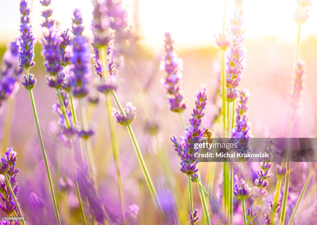 Close-up of a bee in lavender field in Provence, France.