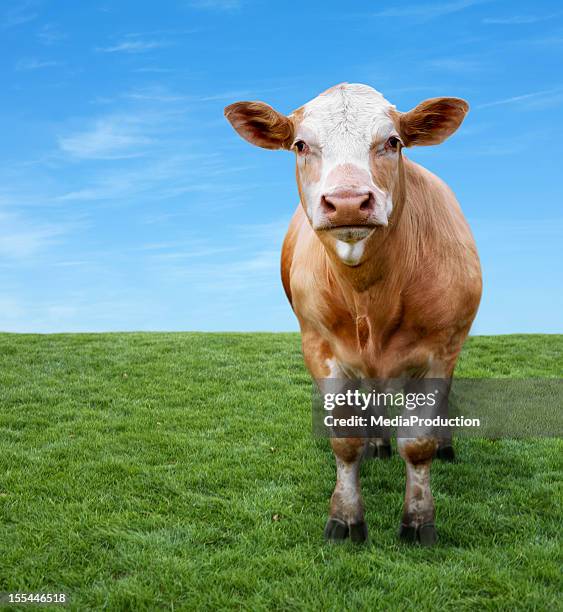 vaca en green field con espacio para texto - hereford cattle fotografías e imágenes de stock