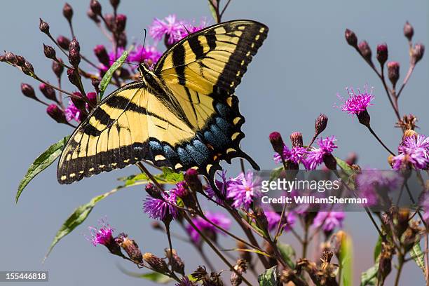 eastern tiger swallowtail butterfly on ironweed - eastern tiger swallowtail stock pictures, royalty-free photos & images
