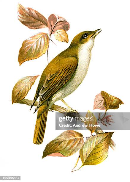 nightingale chromolithograph - vogel stock-grafiken, -clipart, -cartoons und -symbole