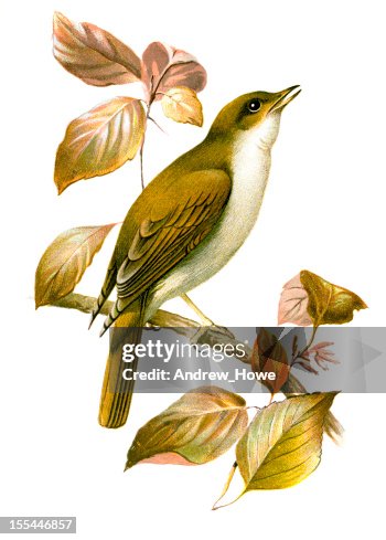 Rouxinol Chromolithograph Rouxinol Chromolithograph