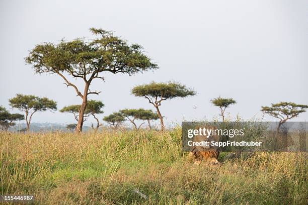 macho leão no quénia de masai mara - serengeti national park imagens e fotografias de stock