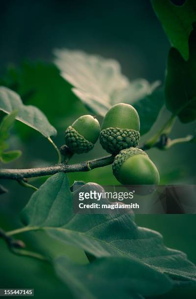 oak tree branch with acorns - acorn stock pictures, royalty-free photos & images