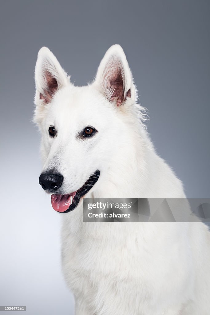 Portrait of a White Shepherd