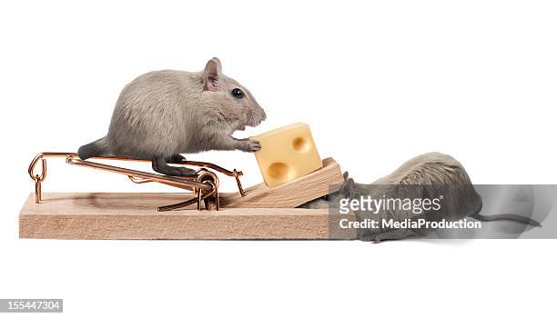 1,134 Funny Mice Photos and Premium High Res Pictures - Getty Images