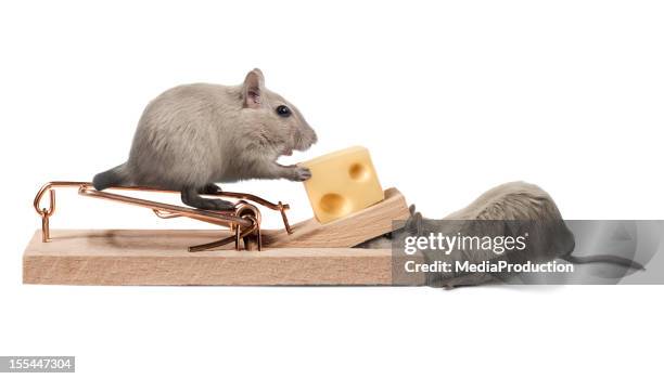 teamwork - animals stock pictures, royalty-free photos & images