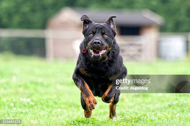 in arrivo! - angry dog foto e immagini stock