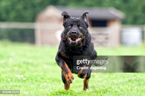 Incoming! Incoming!