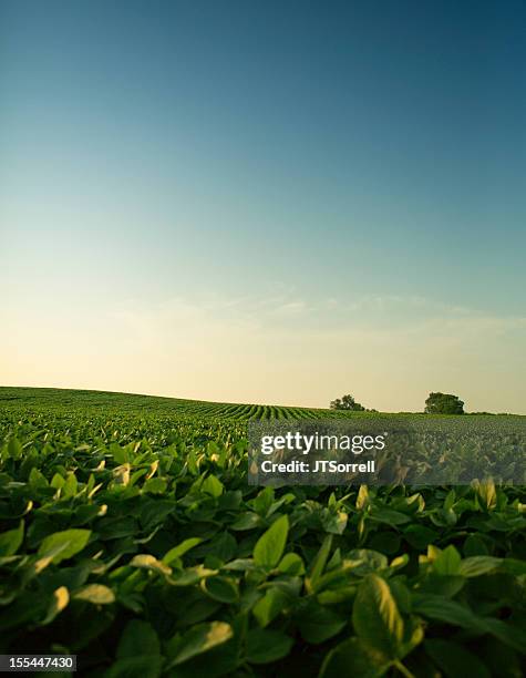 evening soy field - soy crop stock pictures, royalty-free photos & images