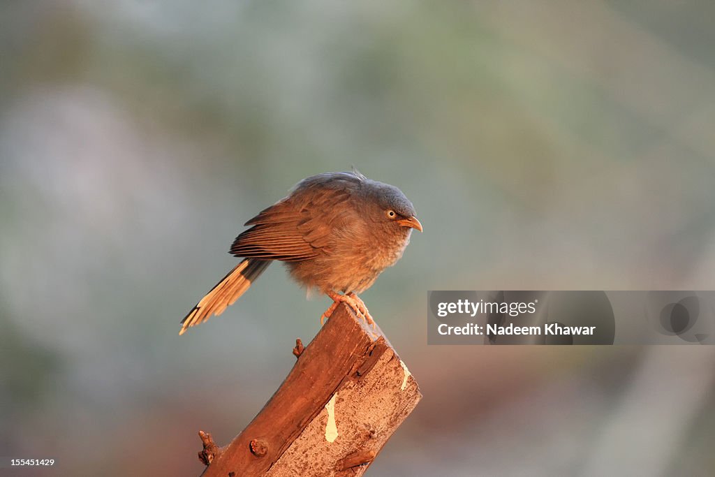 Large grey Babbler