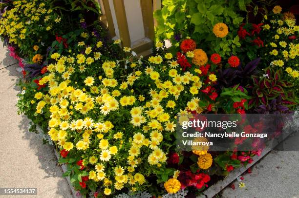annual flower arrangements on a patio - anual característica de planta fotografías e imágenes de stock
