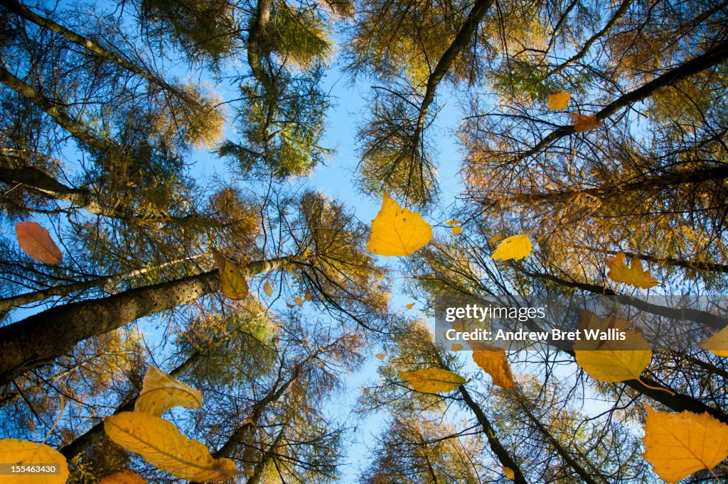 Leaves falling from the trees in an autumn glade