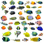 Variety of colorful fish on a white background