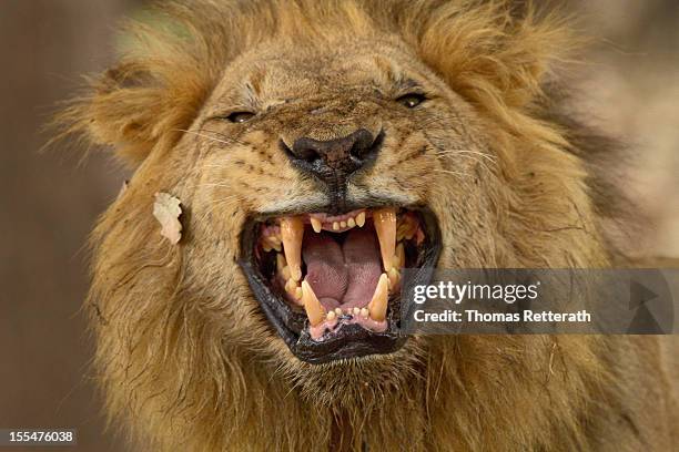 flehmen - flehmen behaviour stock pictures, royalty-free photos & images