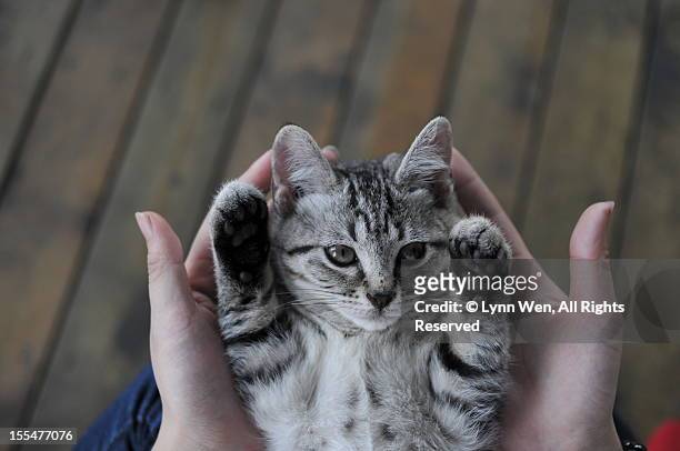 kitty in the palm of the hand - animal hand stock pictures, royalty-free photos & images
