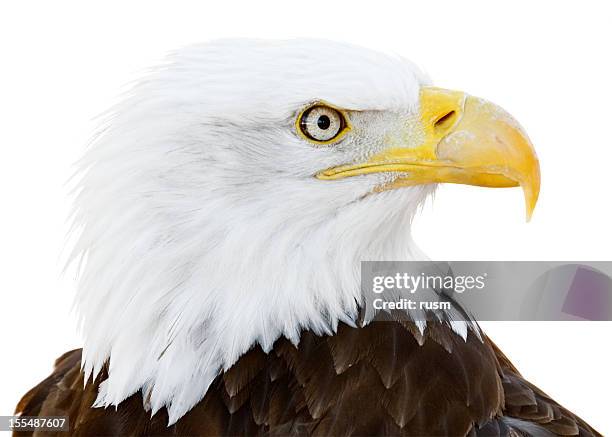 bald eagle isolated on white background - 喙 個照片及圖片檔