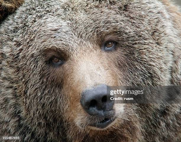 brown bear portrait - bear nose stock pictures, royalty-free photos & images