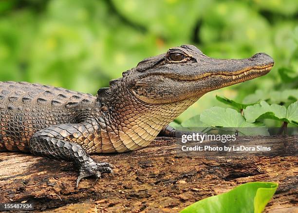 american alligator - aligator stock pictures, royalty-free photos & images