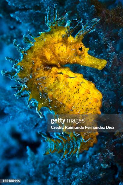 hippocampus ramulosus - hippocampus stock pictures, royalty-free photos & images