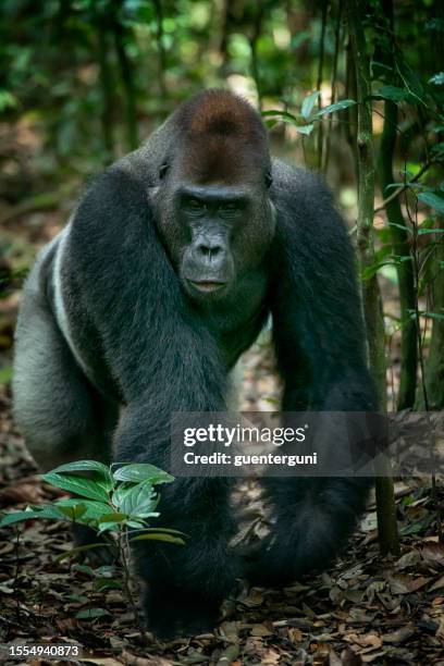 wildlife portrait of a silverback western lowland gorilla - western lowland gorilla stock pictures, royalty-free photos & images
