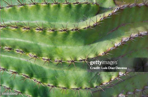 cactus - cactus fotografías e imágenes de stock