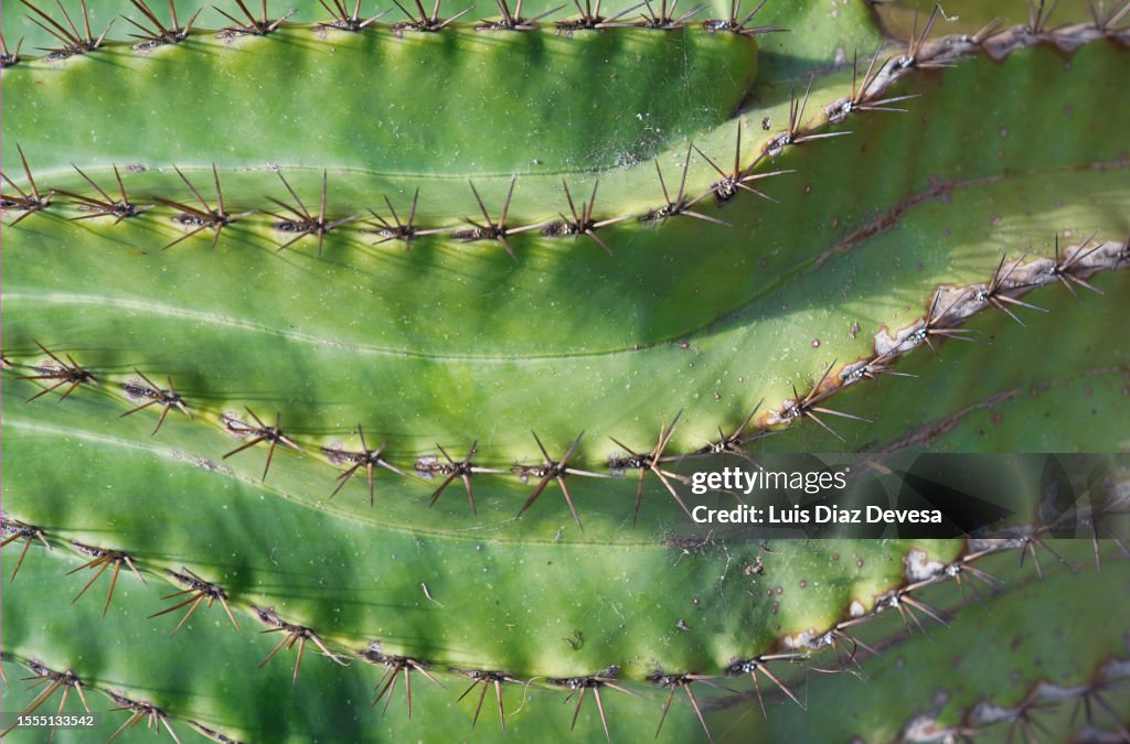 Cactus