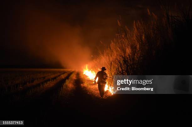 Field of sugar cane is set alight in a controlled burn in Home Hill, Burdekin Shire, in Australia, on Wednesday, July 19, 2023. The Australian Bureau...