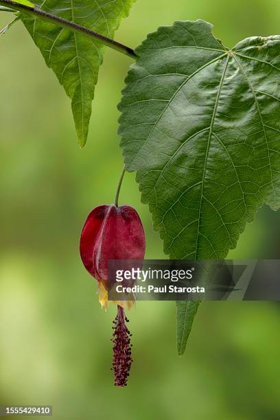 abutilon megapotamicum (trailing abutilon, brazilian bell flower) - couleur vive stock-fotos und bilder