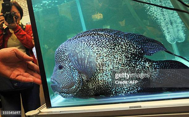 Cichlasoma sp fish is displayed during a news conference before the 2012 Taiwan International Aquarium Expo in Taipei November 5, 2012. More than one...