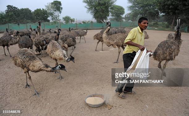 In this picture taken on November 1 an Indian caretaker feeds emu's at a breeding facility at Vasna-Rathod village near Dehgam, some 40kms from...