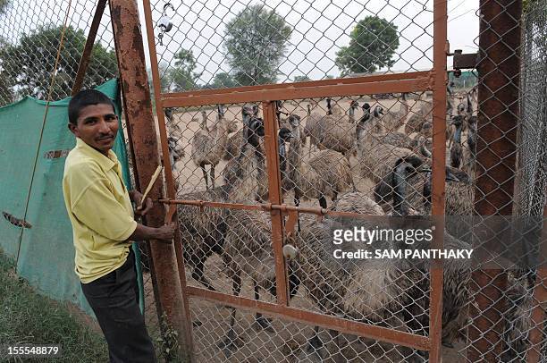 In this picture taken on November 1 an Indian caretaker prepares to open a gate at an emu breeding facility at Vasna-Rathod village near Dehgam, some...