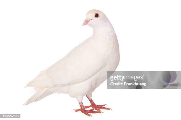 an isolated white pigeon on a white background - white pigeon stock pictures, royalty-free photos & images