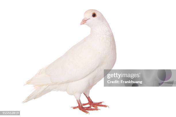 an isolated white pigeon on a white background - mindre duva bildbanksfoton och bilder