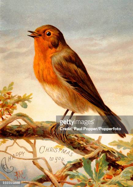 Vintage Christmas illustration of a Robin, circa 1900.
