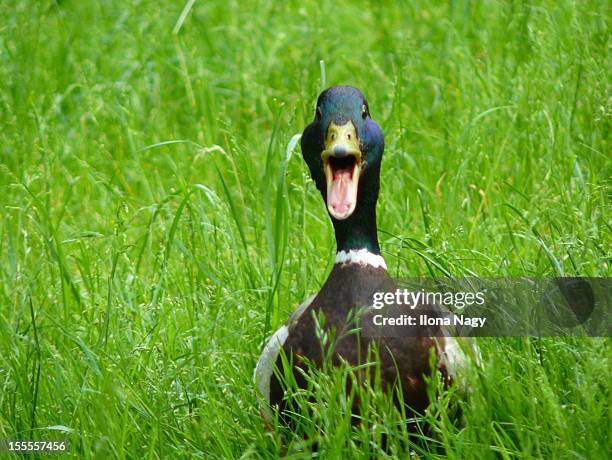 male mallard duck - parpar fotografías e imágenes de stock