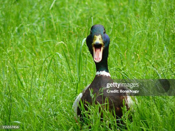 Ducks Quacking Photos and Premium High Res Pictures - Getty Images