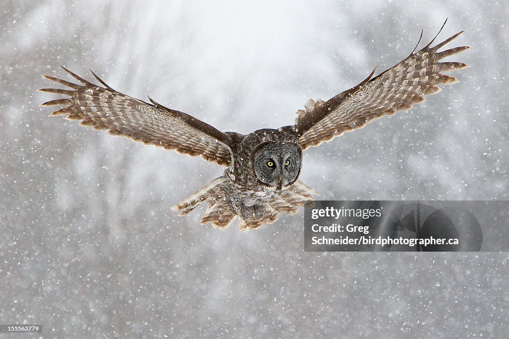 Great Gray Owl flying in snow