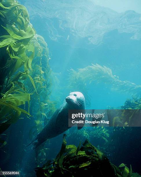 seal in the sun - foca común fotografías e imágenes de stock