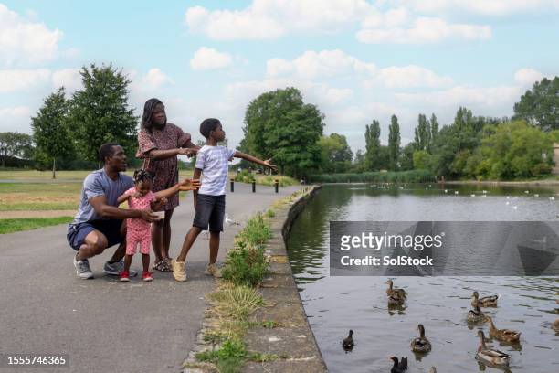 feeding the ducks - sisters feeding stock pictures, royalty-free photos & images
