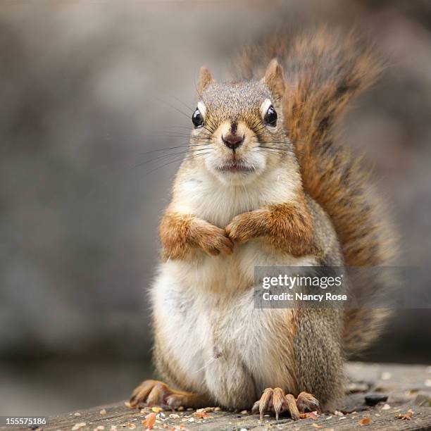 squirrel staring at you - squirrel fotografías e imágenes de stock