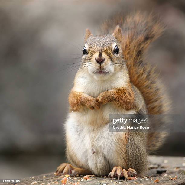 squirrel staring at you - リス ストックフォトと画像