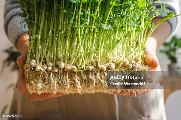 woman holding fresh green pea sprouts - microgreen peas stock pictures, royalty-free photos & images